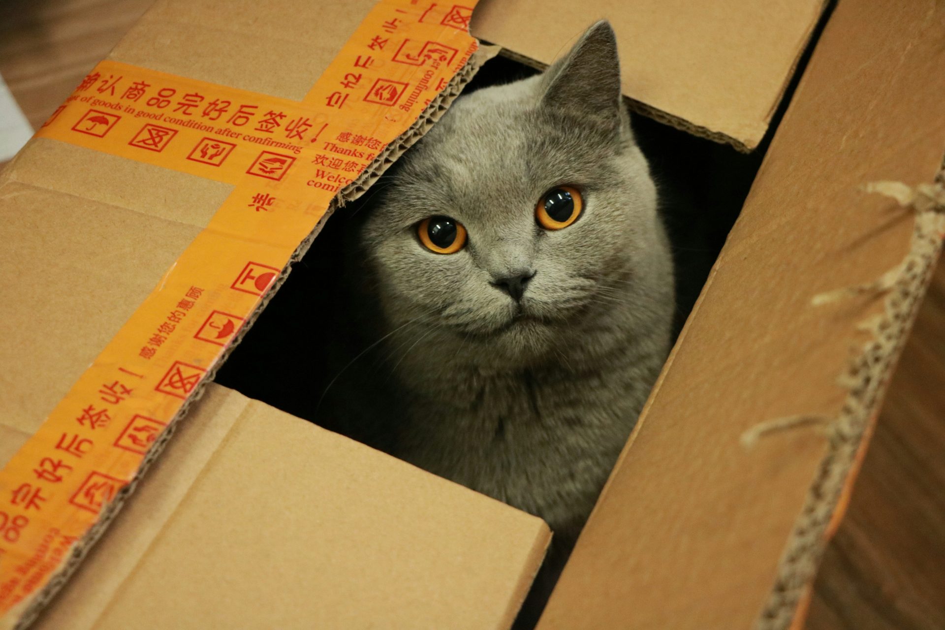 cat in a moving box
